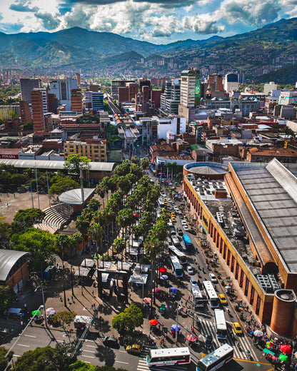 Medellin Palm Trees Poster
