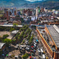 Medellin Palm Trees Canvas