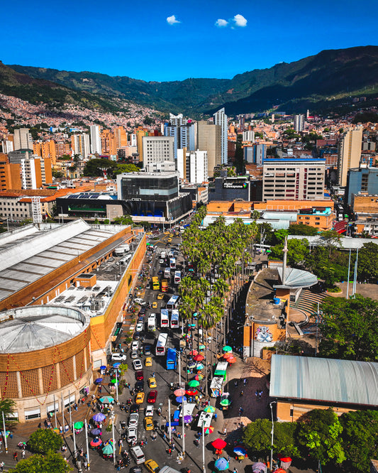 Medellin Palm Trees IV Poster